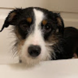 Meet your Posher, Peyton